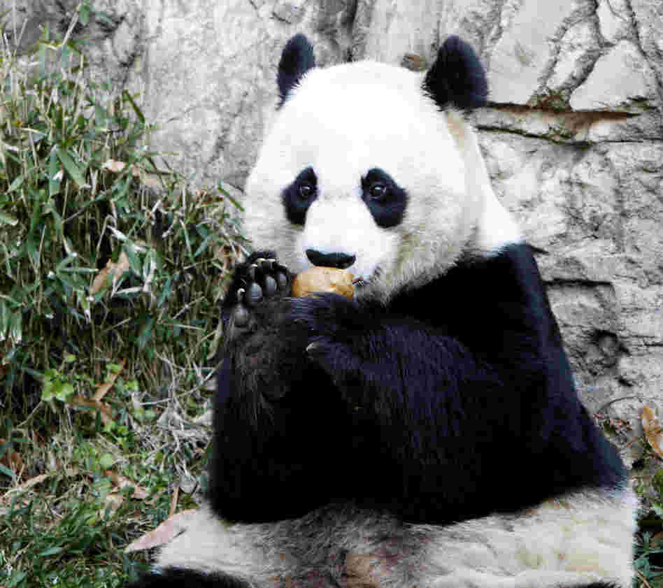 Mei Xiang, who gave birth overnight, enjoying a piece of fruit on Dec. 19, 2011, at the National Zoo.