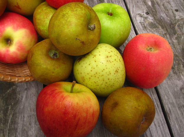 Apples spilling out of a basket