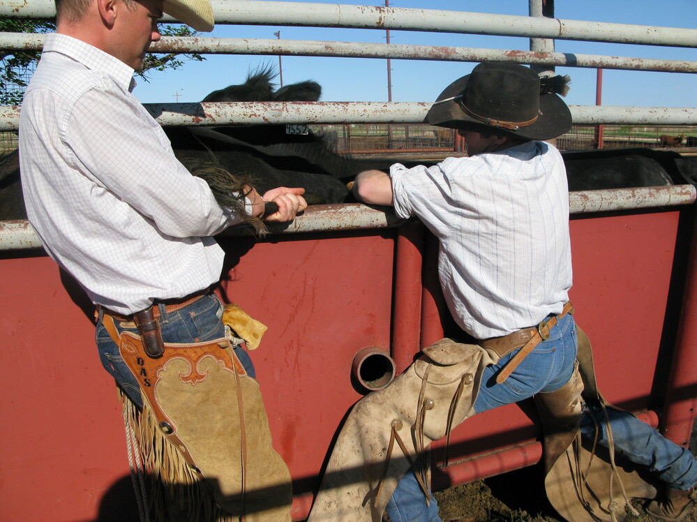Cowboys get the cows lined up in a chute to administer shots to prepare them for artificial insemination.