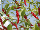 According to recent reports from a research team led by Australian biologist Monica Gagliano, some plants such as chili peppers may be able to "hear" other plants. According to recent reports from a research team led by Australian biologist Monica Gagliano, some plants such as chili peppers may be able to "hear" other plants.