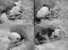 A composite of images from the panda cam, showing Mei Xiang during and after giving birth.