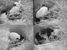 A composite of images from the panda cam, showing Mei Xiang during and after giving birth.