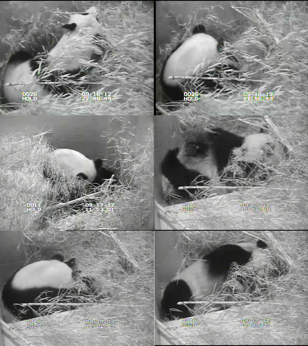 A composite of images from the panda cam, showing Mei Xiang during and after giving birth.