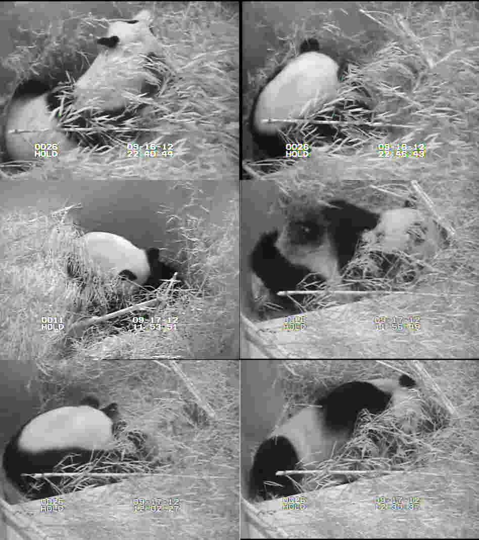A composite of images from the panda cam, showing Mei Xiang during and after giving birth.