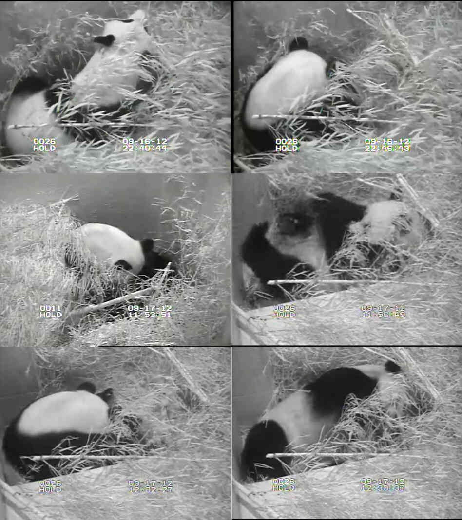 A composite of images from the panda cam, showing Mei Xiang during and after giving birth.