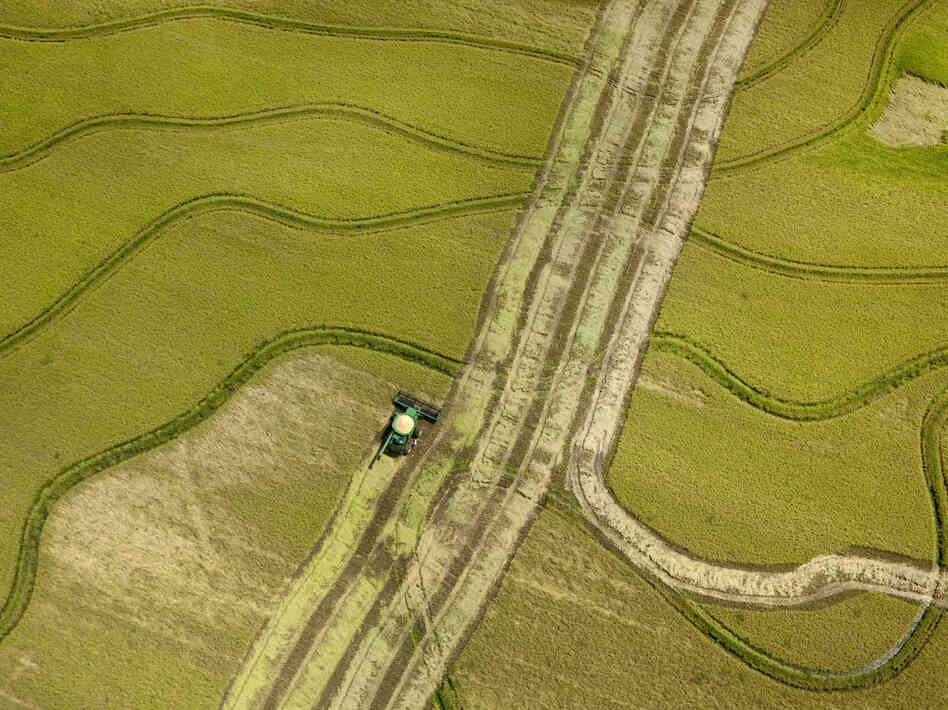A combine harvests rice near Tucker, Ark., as consumer groups pressure the FDA to set federal standards on arsenic in rice.