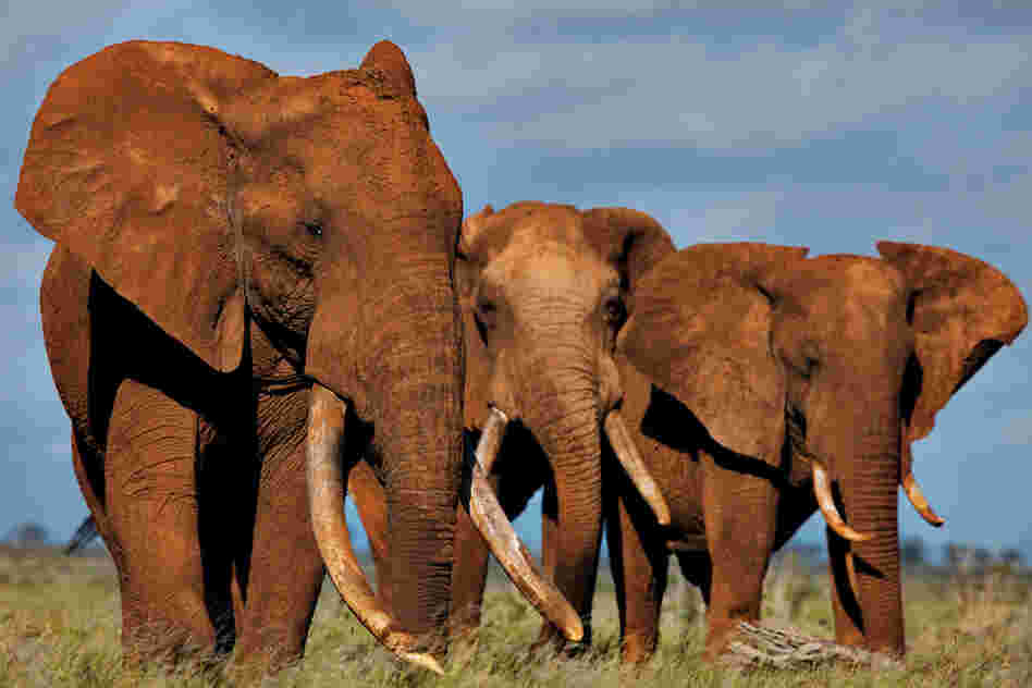 "Some of the last big tuskers gather in Tsavo, Kenya. A single large tusk sold on the local black market can bring $6,000, enough to support an unskilled Kenyan worker for 10 years."