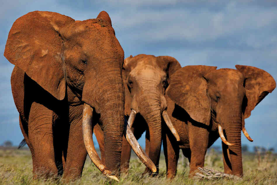"Some of the last big tuskers gather in Tsavo, Kenya. A single large tusk sold on the local black market can bring $6,000, enough to support an unskilled Kenyan worker for 10 years."