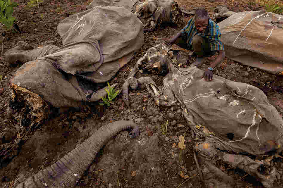 "Bodies are what remain in Cameroon's Bouba Ndjidah National Park after one of the largest mass elephant slaughters in decades. Armed with grenades and AK-47s, poachers killed more than 300."