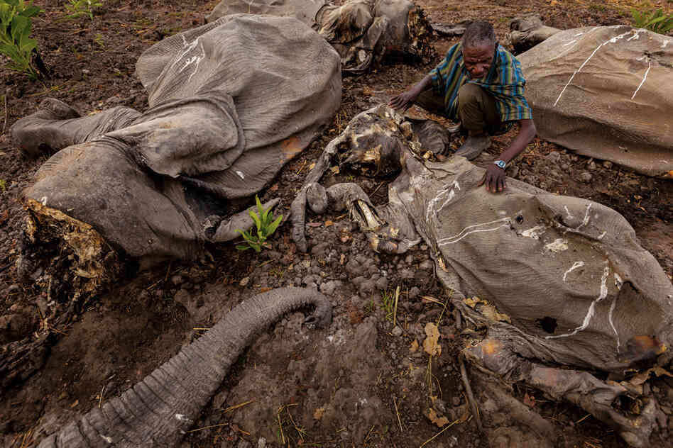 "Bodies are what remain in Cameroon's Bouba Ndjidah National Park after one of the largest mass elephant slaughters in decades. Armed with grenades and AK-47s, poachers killed more than 300."