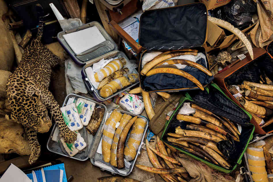 "Smugglers failed to get this contraband past Kenya's law enforcement, but the animals are still gone. Small tusks indicate that young elephants were poached."