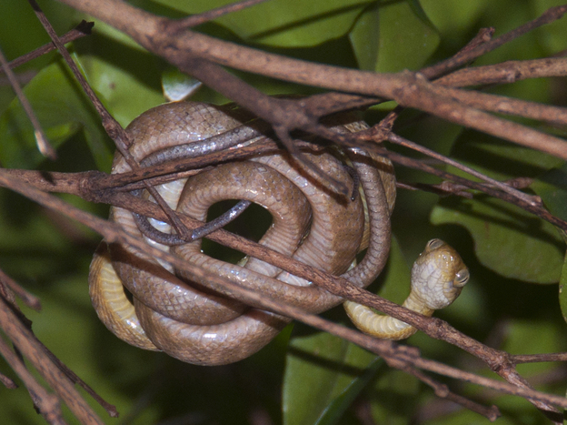 Invasive brown tree snakes have gobbled up most of Guam's native forest birds. Without these avian predators to keep their numbers in check, the island's spider population has exploded.