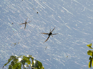 In the wet season, there are 40 times more spiders on Guam than there are on other nearby islands.