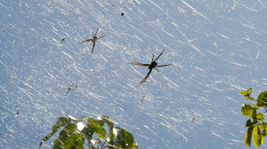 In the wet season, there are 40 times more spiders on Guam than there are on other nearby islands.