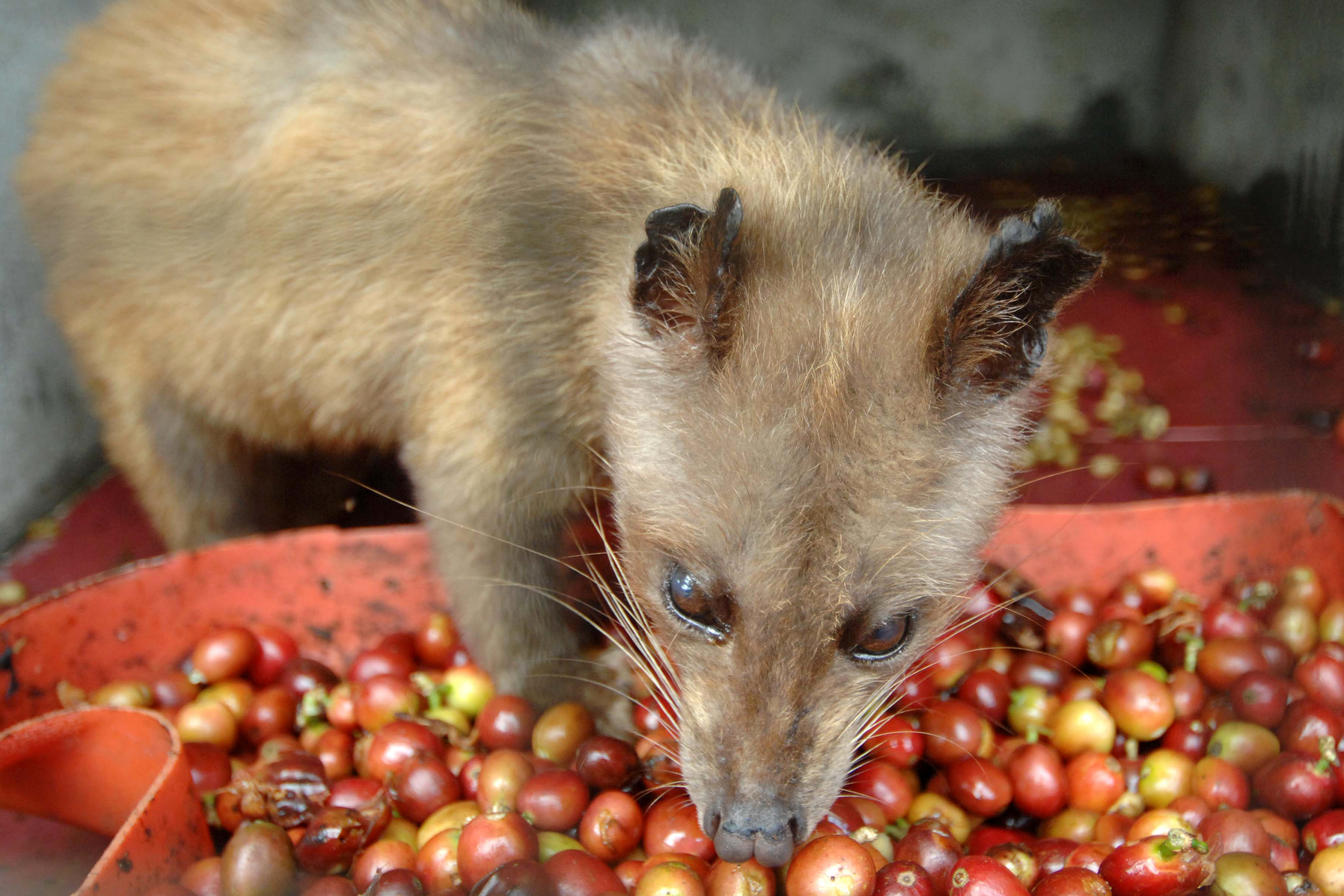 In captivity, civets don't choose what they eat.