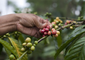 A coffee "bean" is actually the seed of a cherry-sized fruit that grows on the coffee plant. Civets eat the whole fruit. The seed is separated from the pulp in the digestive process.
