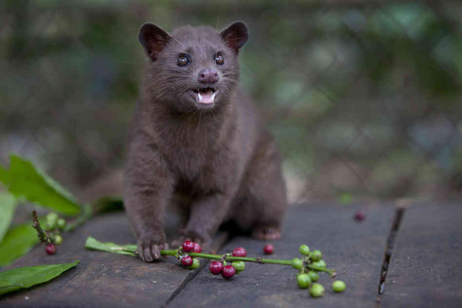 In the wild, the civet "cat" is naturally drawn to the best, ripe fruits on the coffee plant; that's why, effectively, they would produce the best beans, in small batches.