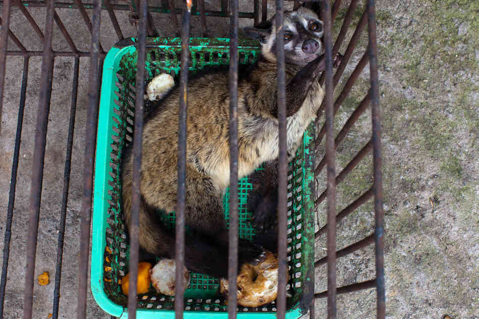 Capitalizing on the fact that civet coffee can fetch a pretty penny, small producers have started "farming" it. That is, keeping civets in captivity and feeding them coffee fruits once a day.