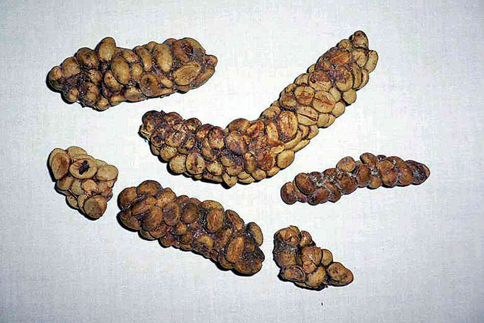 Civet feces are collected and cleaned for the beans, which are naturally fermented during digestion.