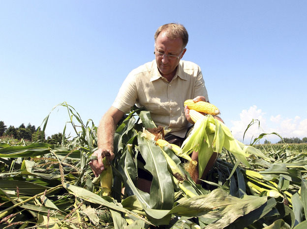 Italian farmer Giorgio Fidenato picks up what's left of his genetically altered corn after anti-GMO activists trampled it, back in 2010.