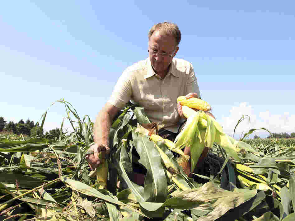 Italian farmer Giorgio Fidenato picks up what's left of his genetically altered corn after anti-GMO activists trampled it, back in 2010.