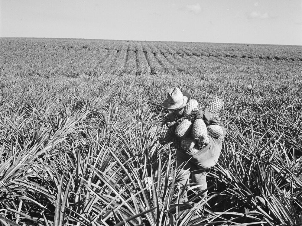 The Dole corporation bought Lanai in 1922 and used it as a pineapple plantation. Here, a worker on the plantation in 1955.