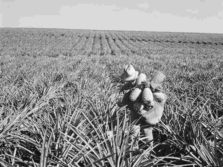 The Dole corporation bought Lanai in 1922 and used it as a pineapple plantation. Here, a worker on the plantation in 1955.