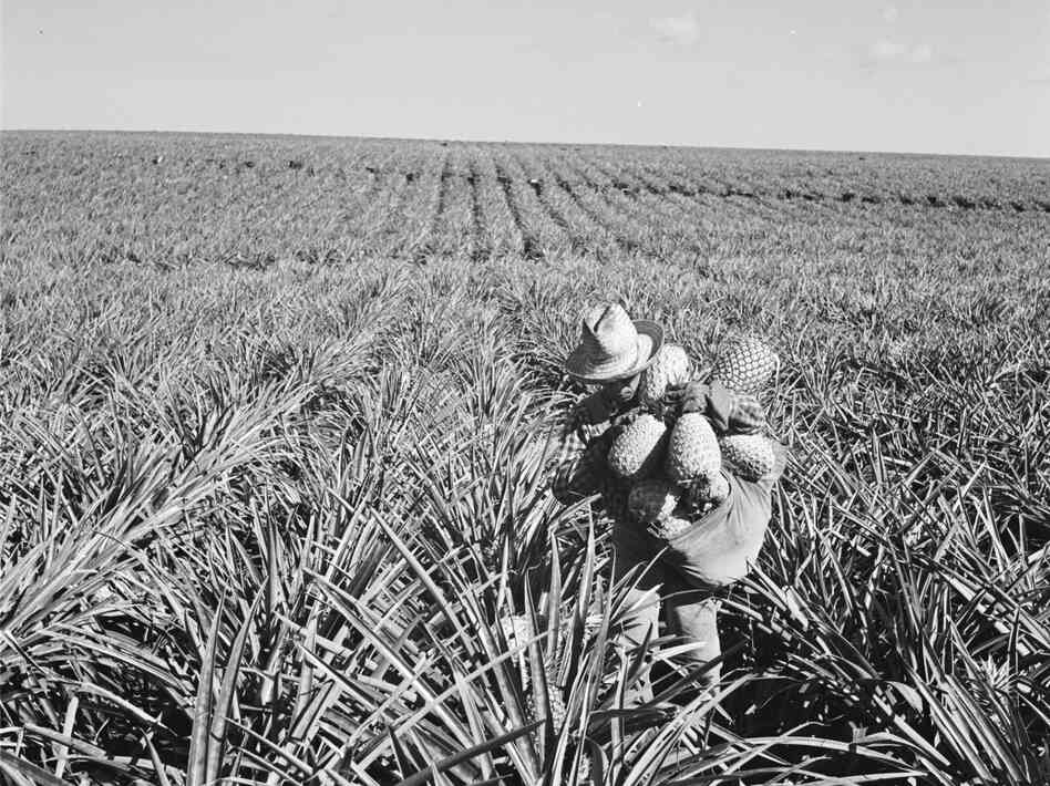 The Dole corporation bought Lanai in 1922 and used it as a pineapple plantation. Here, a worker on the plantation in 1955.