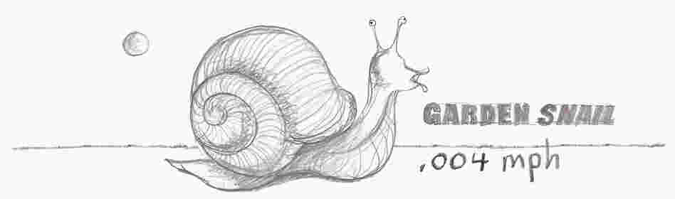 Garden snail. Garden snail.