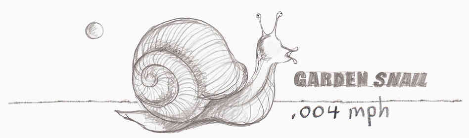 Garden snail. Garden snail.