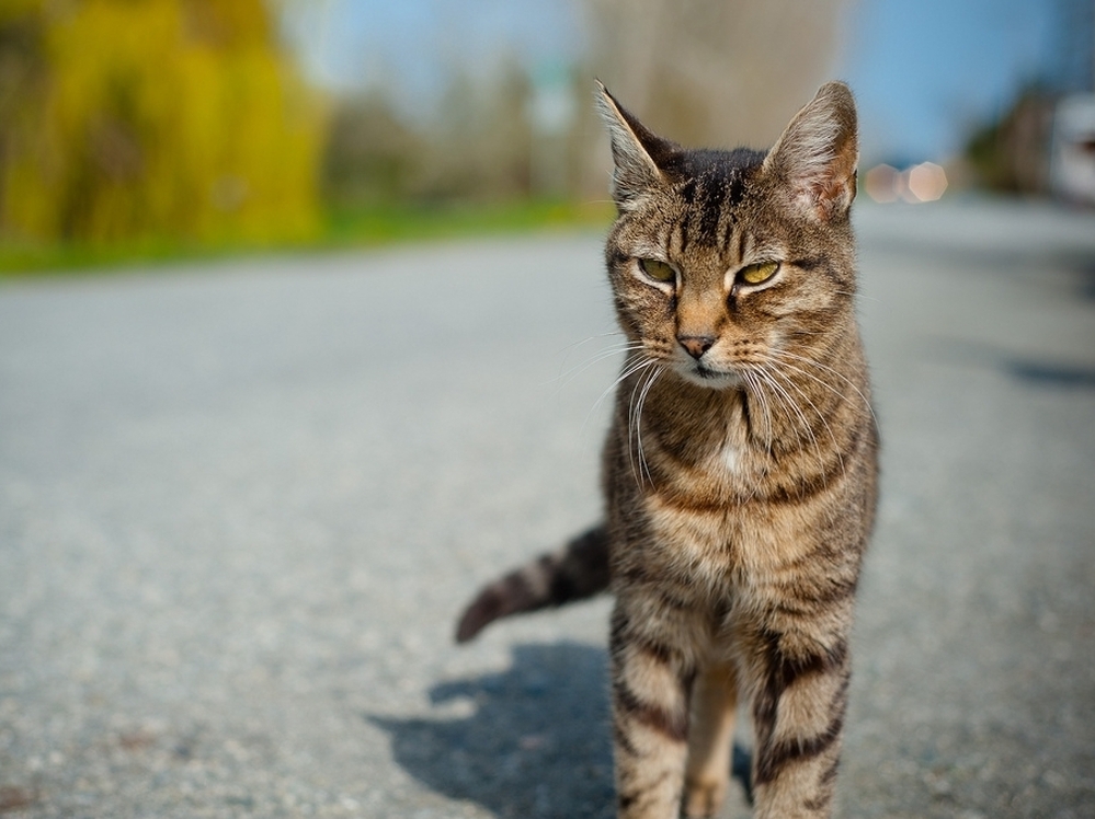 The genetic factors responsible for a cat's stripes might help researchers understand disease resistance in humans.
