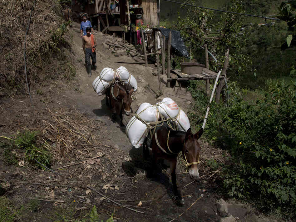 Farmers bring goods to town in the hamlet of Villanueva in Tolima state on Sept. 7. Travel in this mountainous region usually takes place by mule or horse.