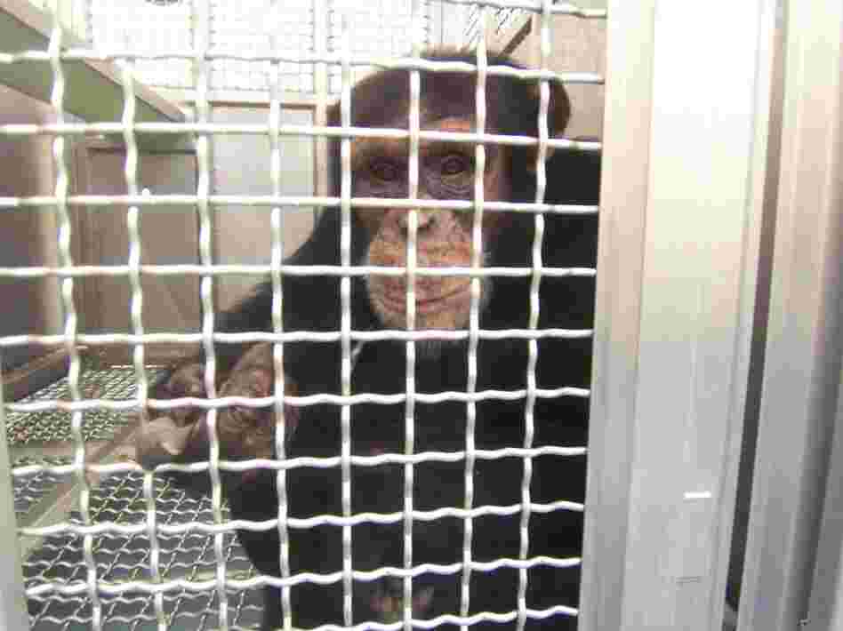 Federally funded chimps at the New Iberia Research Center in Louisiana will retire to either a lab in Texas or a chimp sanctuary in Louisiana. Federally funded chimps at the New Iberia Research Center in Louisiana will retire to either a lab in Texas or a chimp sanctuary in Louisiana.
