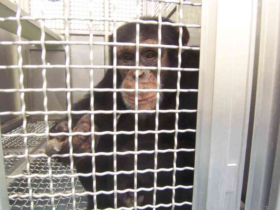 Federally funded chimps at the New Iberia Research Center in Louisiana will retire to either a lab in Texas or a chimp sanctuary in Louisiana. Federally funded chimps at the New Iberia Research Center in Louisiana will retire to either a lab in Texas or a chimp sanctuary in Louisiana.