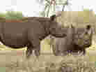 Rhinos stand at a water hole in Mkomazi rhino sanctuary on in Mkomazi, Tanzania.