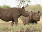 Rhinos stand at a water hole in Mkomazi rhino sanctuary on in Mkomazi, Tanzania.