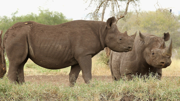Rhinos stand at a water hole in Mkomazi rhino sanctuary on in Mkomazi, Tanzania.