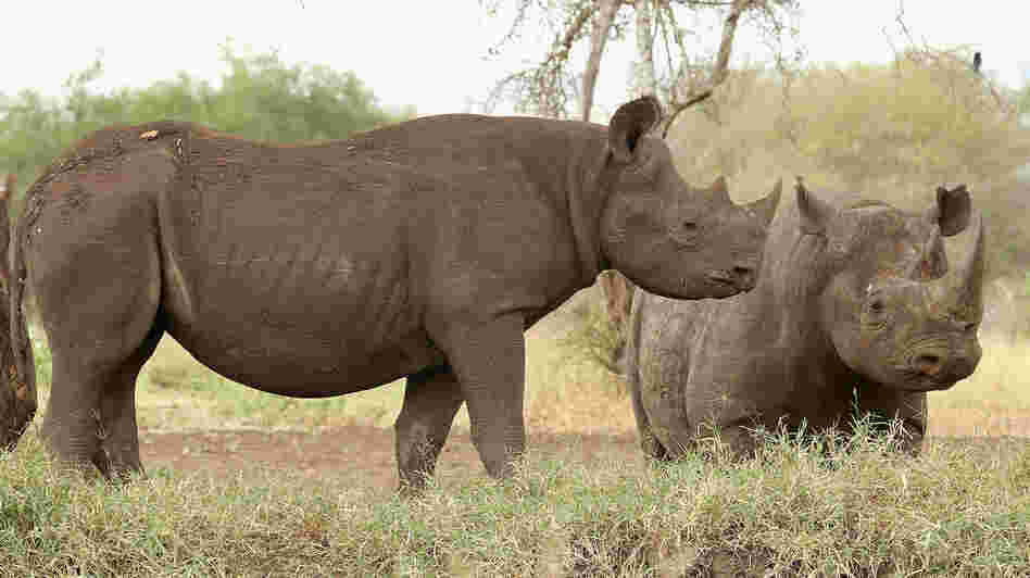 Rhinos stand at a water hole in Mkomazi rhino sanctuary on in Mkomazi, Tanzania.