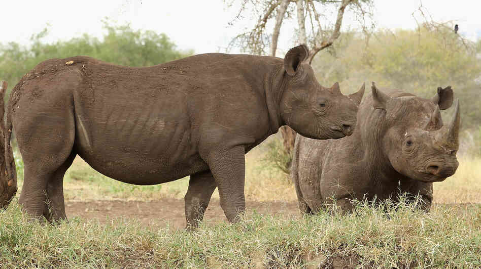 Rhinos stand at a water hole in Mkomazi rhino sanctuary on in Mkomazi, Tanzania.
