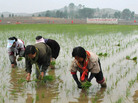 Workers plant rice at a co-op farm in Nampo, North Korea, on May 12. The North Korean leadership has given indications that it may be preparing to implement measures to liberalize the country's economy. Workers plant rice at a co-op farm in Nampo, North Korea, on May 12. The North Korean leadership has given indications that it may be preparing to implement measures to liberalize the country's economy.