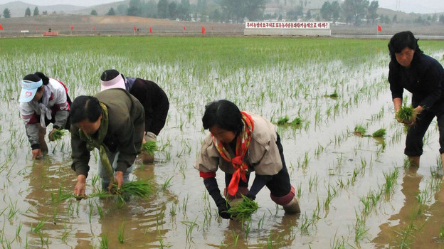 Workers plant rice at a co-op farm in Nampo, North Korea, on May 12. The North Korean leadership has given indications that it may be preparing to implement measures to liberalize the country's economy.