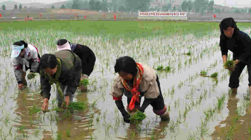 Workers plant rice at a co-op farm in Nampo, North Korea, on May 12. The North Korean leadership has given indications that it may be preparing to implement measures to liberalize the country's economy.