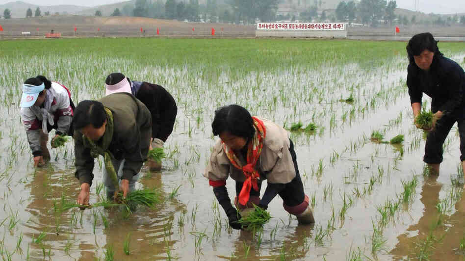 Signs Emerge Of Economic Change In North Korea NPR