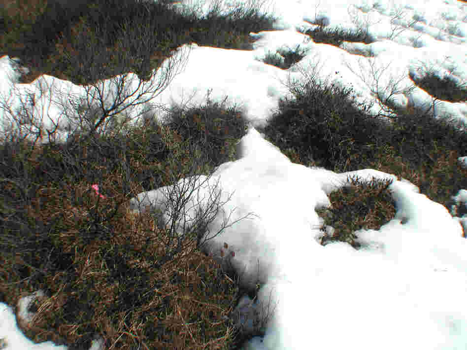 This 2005 photo, released by the University of Alaska, Fairbanks, shows how snow-covered Alaskan tundra reflects more light than melted areas. Melting snows means the land can absorb and store more heat and solar energy.