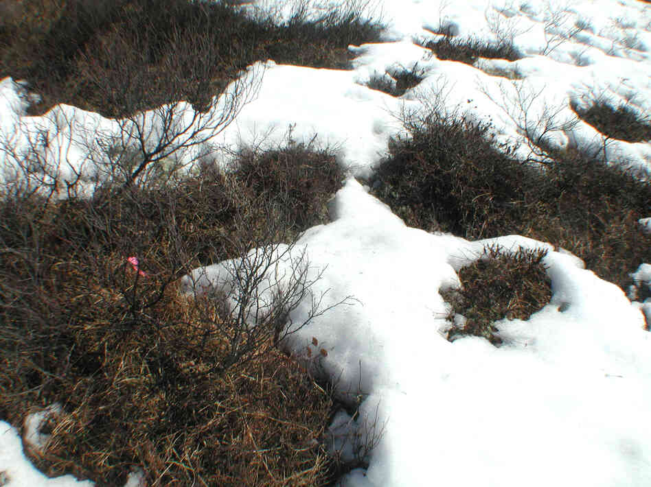 This 2005 photo, released by the University of Alaska, Fairbanks, shows how snow-covered Alaskan tundra reflects more light than melted areas. Melting snows means the land can absorb and store more heat and solar energy.