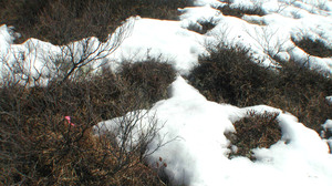 This 2005 photo, released by the University of Alaska, Fairbanks, shows how snow-covered Alaskan tundra reflects more light than melted areas. Melting snows means the land can absorb and store more heat and solar energy.