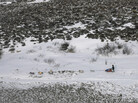 Researchers say that springtime snow is melting in the Arctic even faster than Arctic ice. That means less sunlight is reflected off the surface. Bare land absorbs more solar energy, which can contribute to rising temperatures on Earth. Above, a musher races along the Iditarod in the Alaskan tundra in 2007. Researchers say that springtime snow is melting in the Arctic even faster than Arctic ice. That means less sunlight is reflected off the surface. Bare land absorbs more solar energy, which can contribute to rising temperatures on Earth. Above, a musher races along the Iditarod in the Alaskan tundra in 2007.