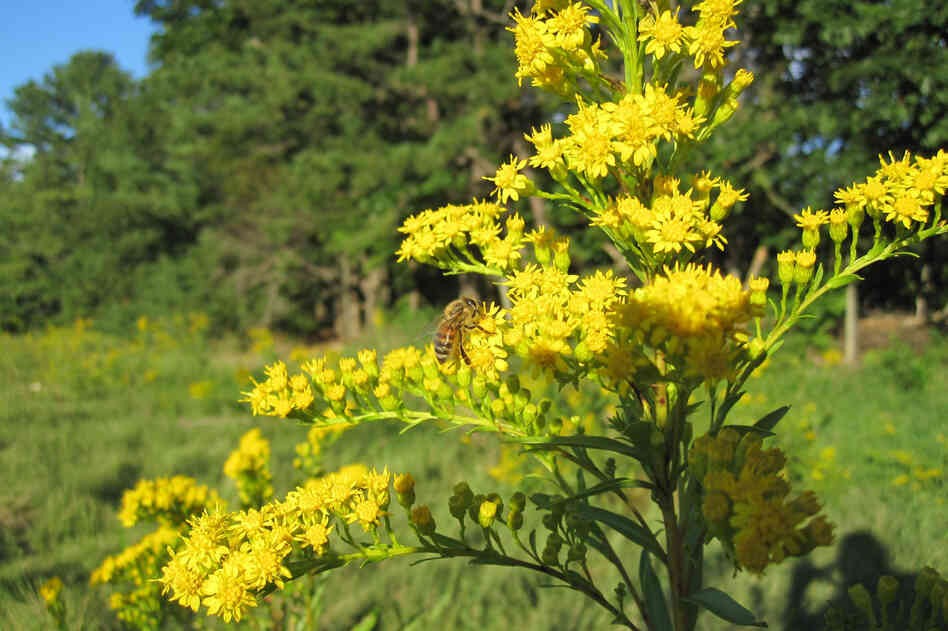 A bee gathers pollen from goldenrod, a wildflower that's popular with meadmakers, in Scarborough, Me.