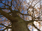 Large tree Large tree