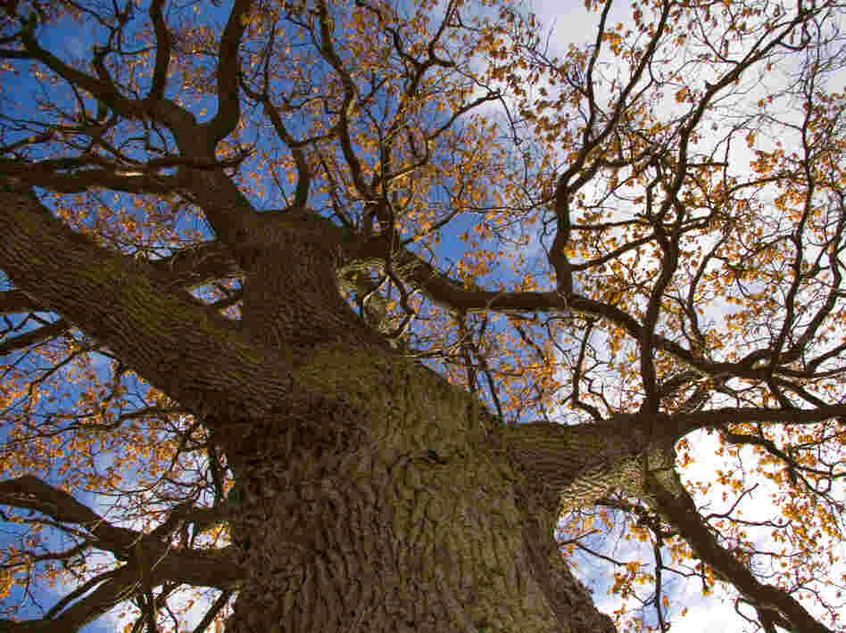 Large tree Large tree